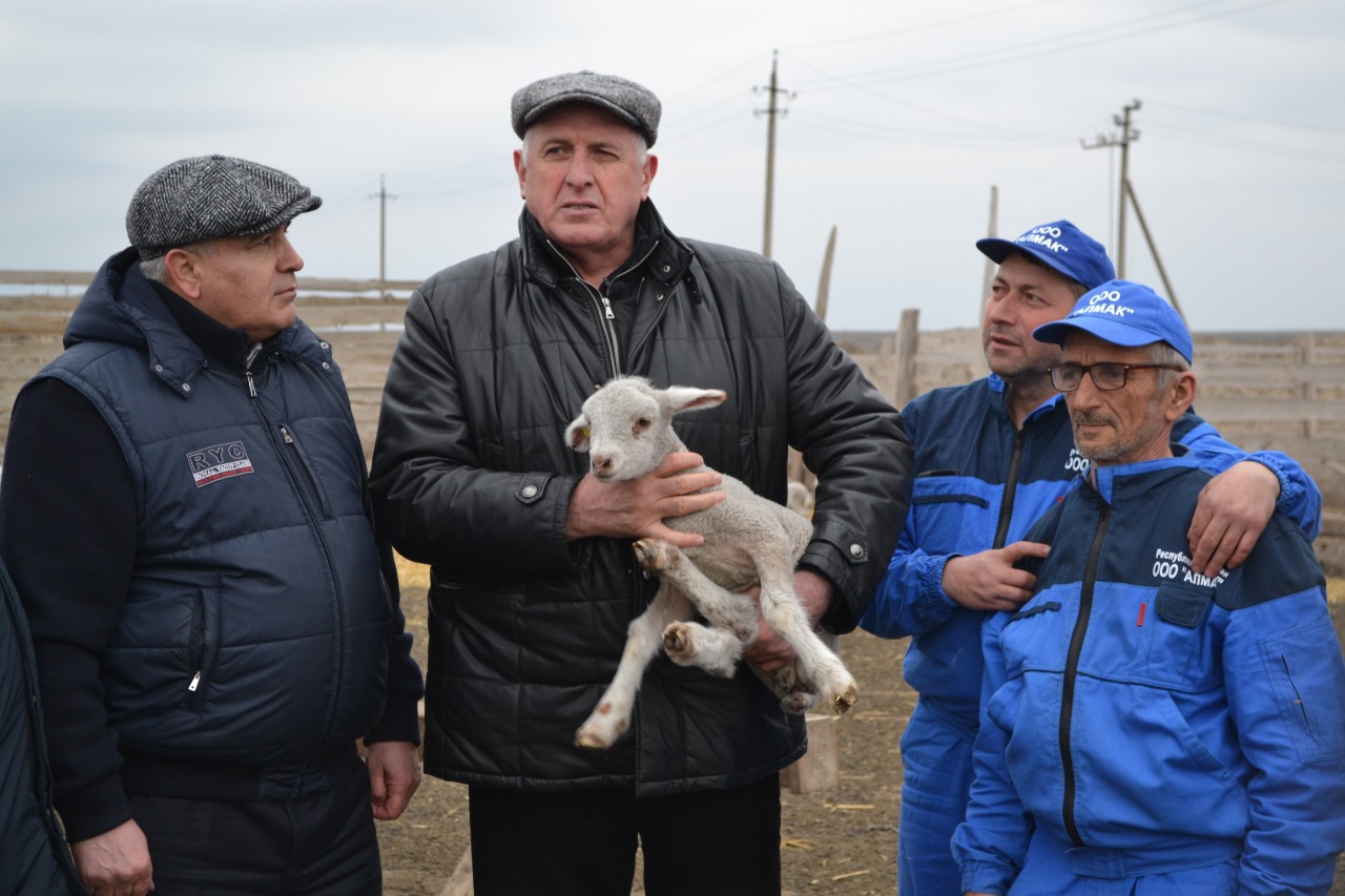 А. Абдулмуслимов ознакомился с ходом окотной кампании в Кочубейской ЗОЖ